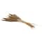 Dried Plant Bamboo Natural Foliage with Long Stems